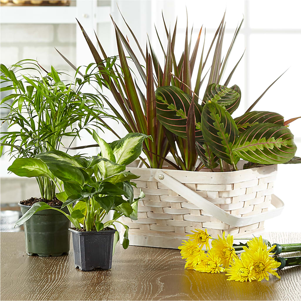 Florist Designed Blooming and Green Plants in a Basket – Wilderness Treasures, Pickford MI