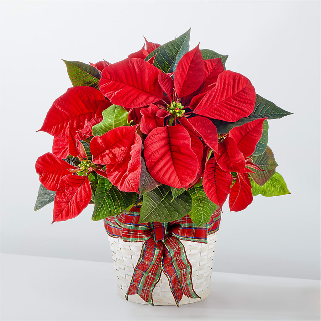 Happiest Holidays Poinsettia – Wilderness Treasures, Pickford MI