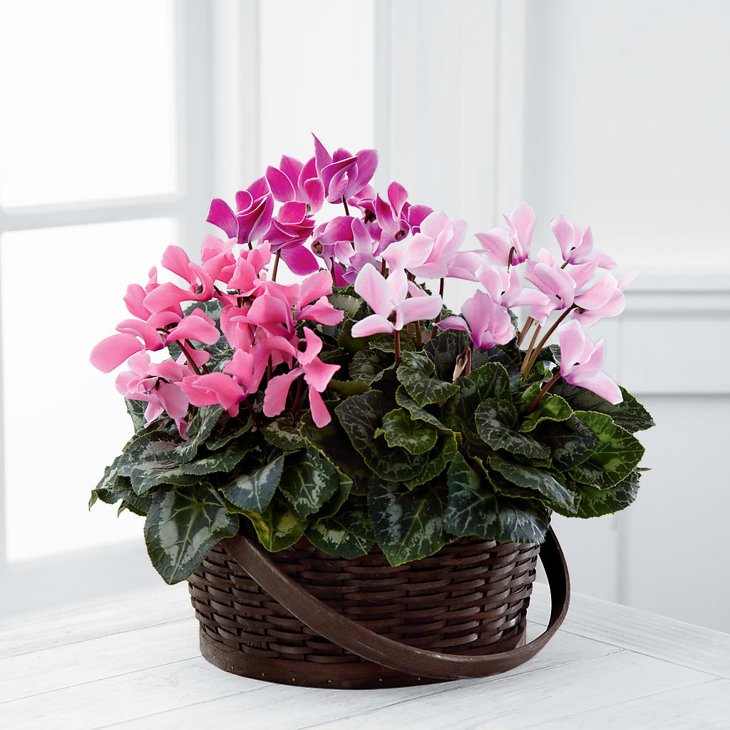 Mixed Cyclamen Planter – Wilderness Treasures, Pickford MI