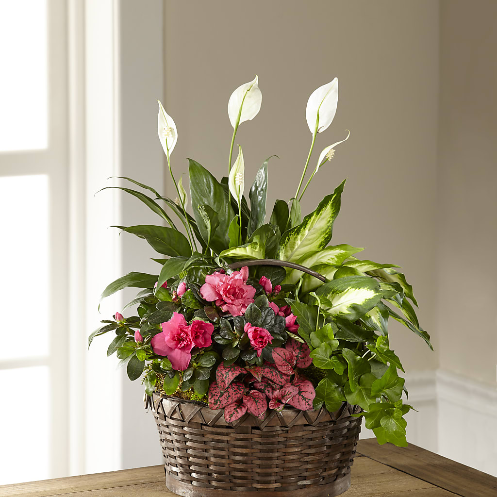 Dream in Pink Dishgarden – Wilderness Treasures, Pickford MI