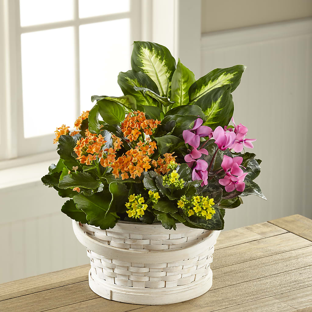 Color Crush Dishgarden – Wilderness Treasures, Pickford MI