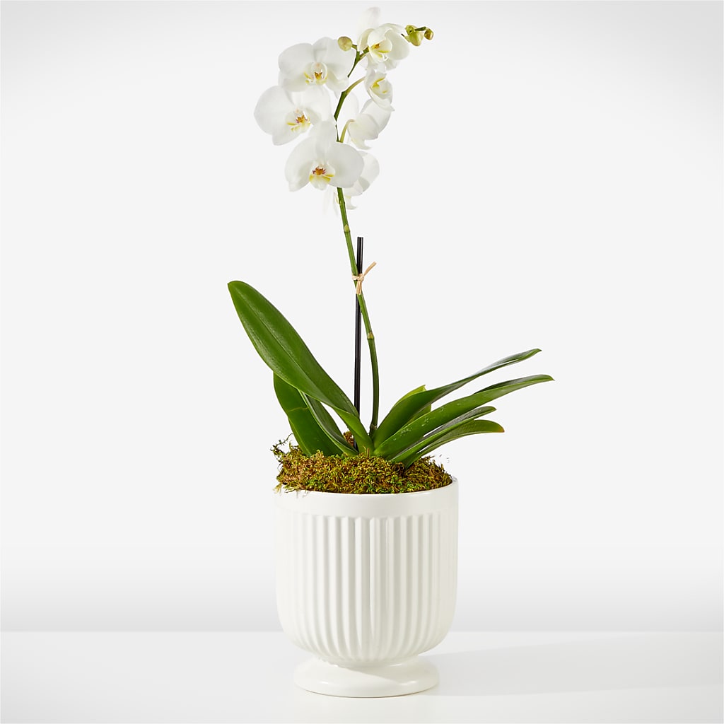 Whispering White Orchid – Wilderness Treasures, Pickford MI