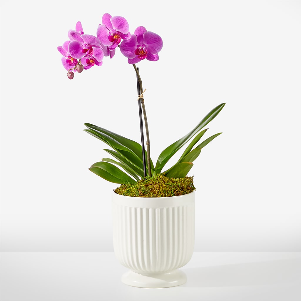 Friendly Fuchsia Orchid – Wilderness Treasures, Pickford MI