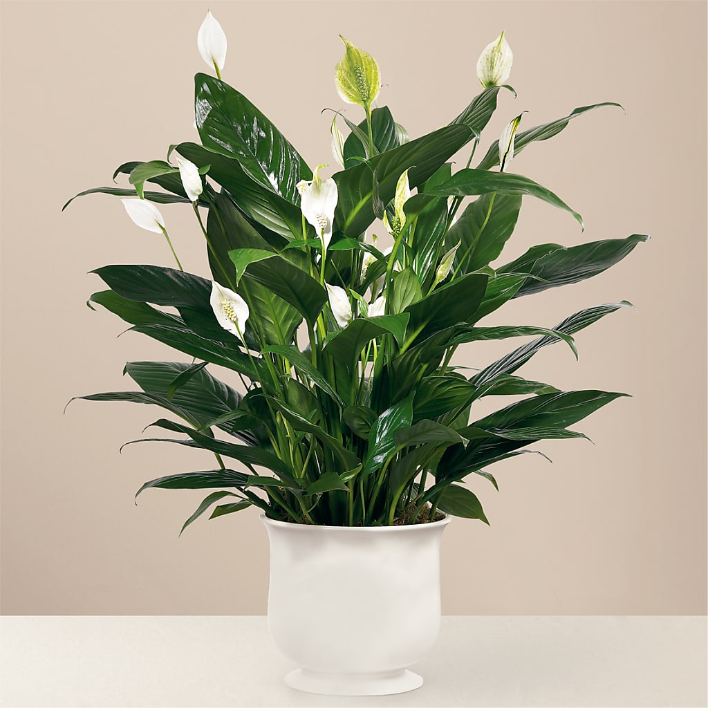 Comfort Planter – Wilderness Treasures, Pickford MI