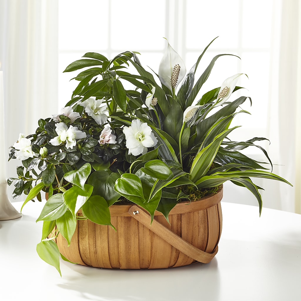 Serene Dishgarden – Wilderness Treasures, Pickford MI
