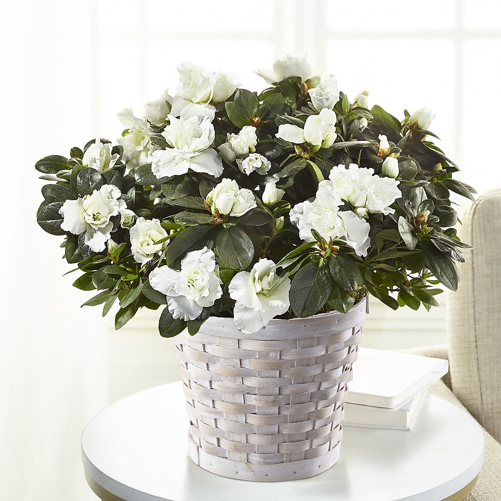 White Azalea Plant – Wilderness Treasures, Pickford MI