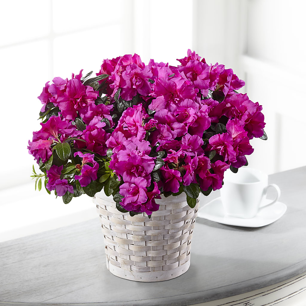 Hope & Serenity Azalea Plant – Wilderness Treasures, Pickford MI