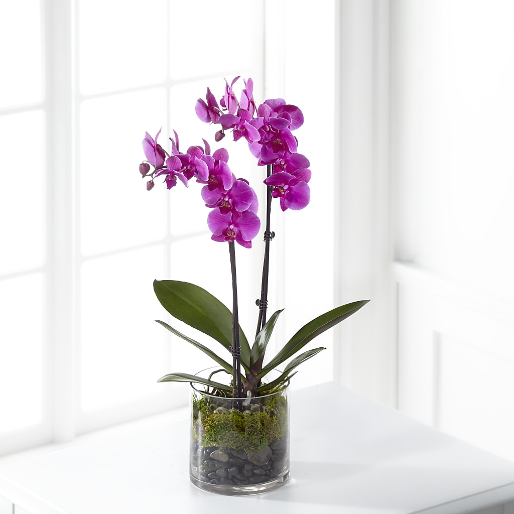 Pink Orchid Plant – Wilderness Treasures, Pickford MI
