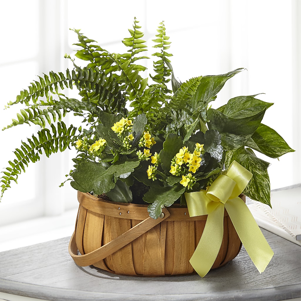 Always Dear Dishgarden – Wilderness Treasures, Pickford MI