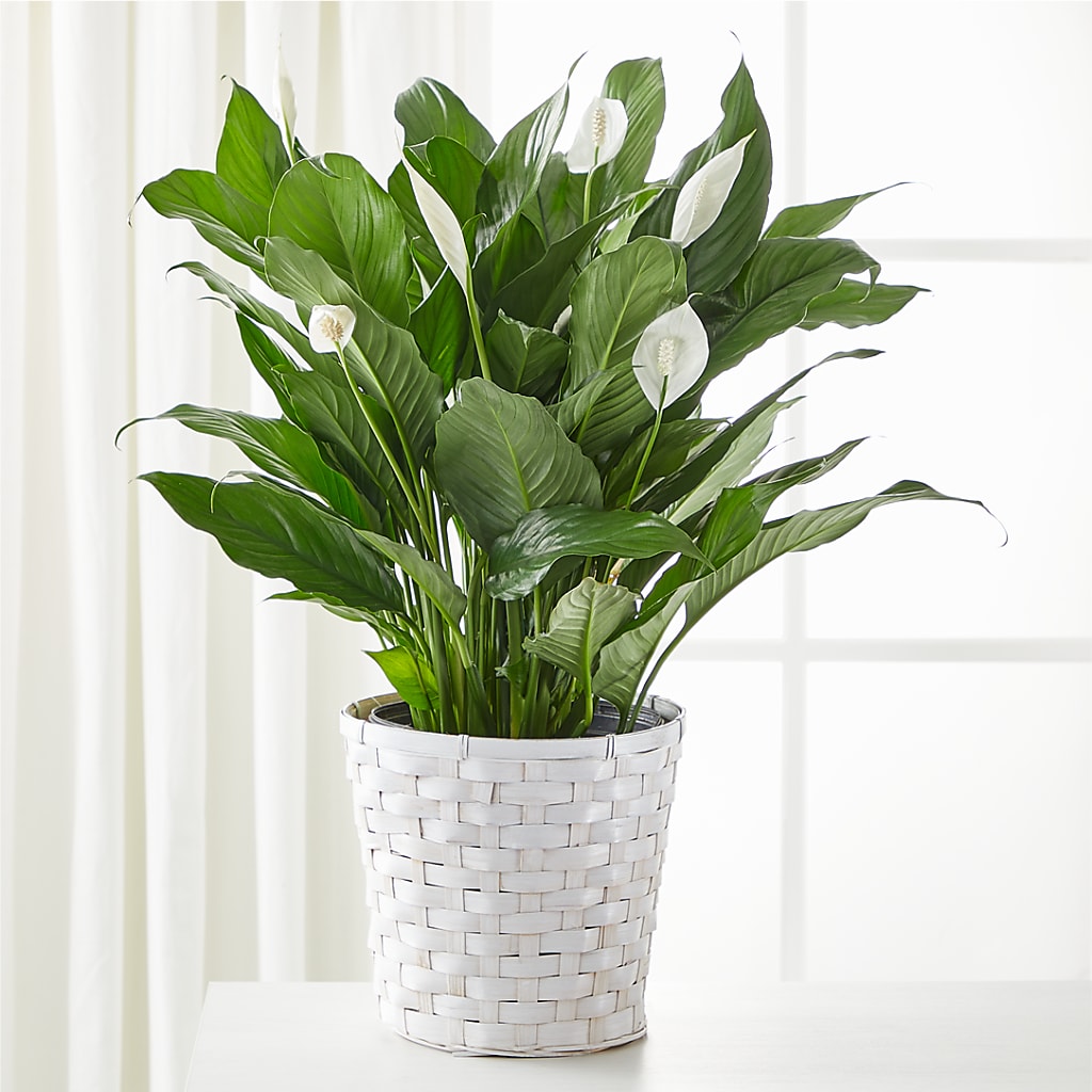 A New Leaf Peace Lily – Wilderness Treasures, Pickford MI