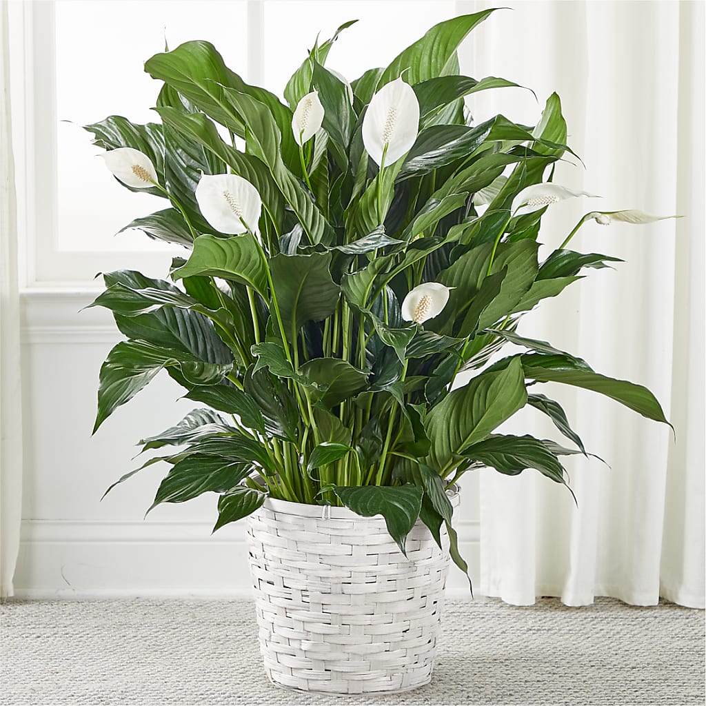 A New Leaf Peace Lily – Wilderness Treasures, Pickford MI