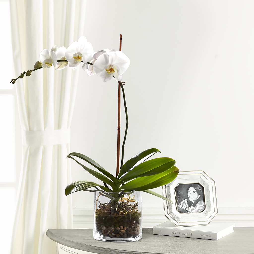 White Orchid Planter – Wilderness Treasures, Pickford MI
