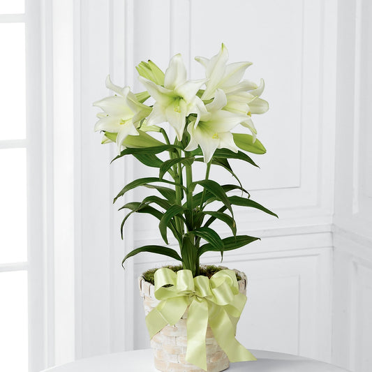 Easter Lily Plant –  Wilderness Treasures, Pickford MI