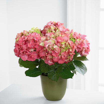 Pink Hydrangea Planter –  Wilderness Treasures, Pickford MI