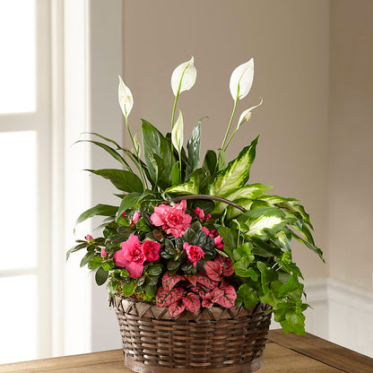 Dream in Pink Dishgarden –  Wilderness Treasures, Pickford MI