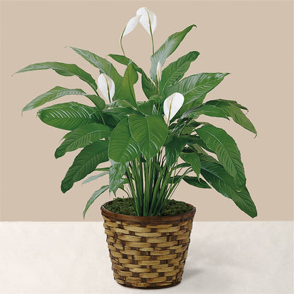 Tranquil Moments Peace Lily Plant –  Wilderness Treasures, Pickford MI