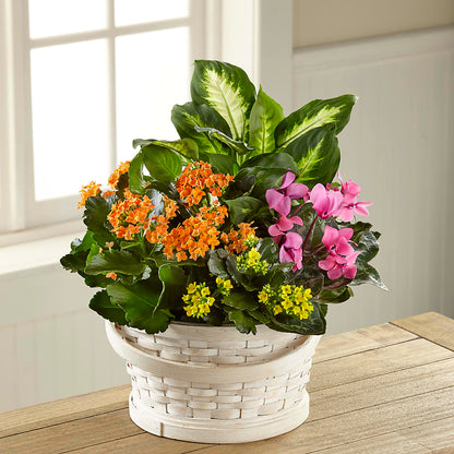 Color Crush Dishgarden –  Wilderness Treasures, Pickford MI