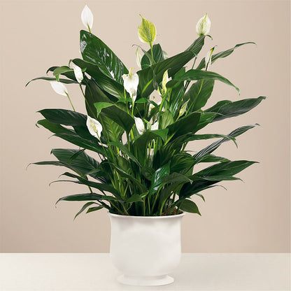 Comfort Planter –  Wilderness Treasures, Pickford MI