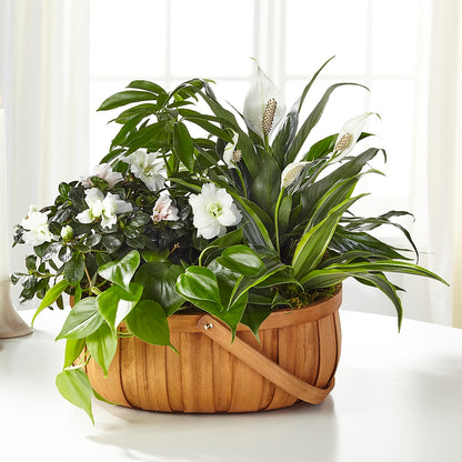 Serene Dishgarden –  Wilderness Treasures, Pickford MI