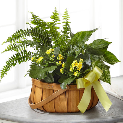 Always Dear Dishgarden –  Wilderness Treasures, Pickford MI