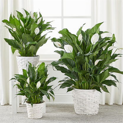 A New Leaf Peace Lily –  Wilderness Treasures, Pickford MI