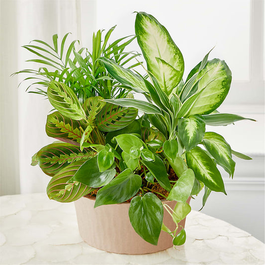 Balance & Harmony Dishgarden –  Wilderness Treasures, Pickford MI