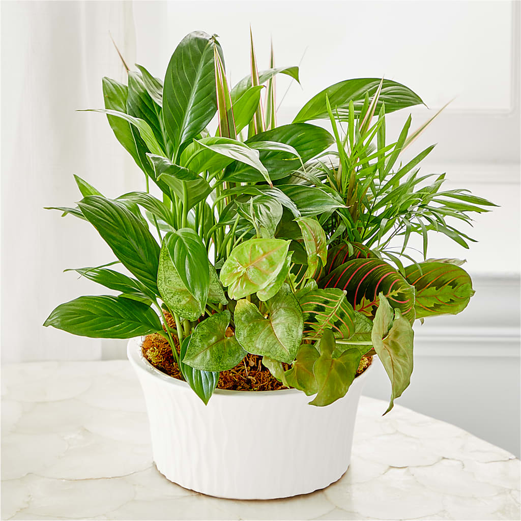 Balance & Harmony Dishgarden –  Wilderness Treasures, Pickford MI