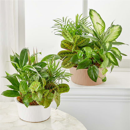 Balance & Harmony Dishgarden –  Wilderness Treasures, Pickford MI