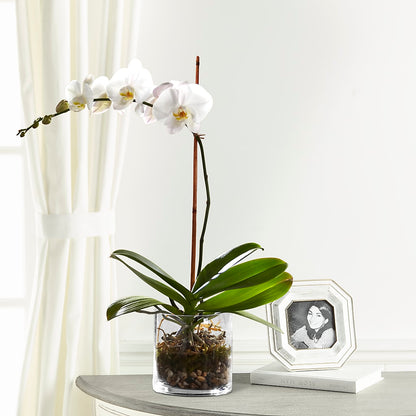 White Orchid Planter –  Wilderness Treasures, Pickford MI